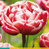 Bloembollen|Ecocheques|ohgreen 5 tulipa drumline