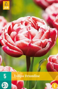 Bloembollen|Ecocheques|ohgreen 5 tulipa drumline