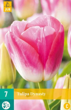 Bloembollen|Ecocheques|ohgreen 7 tulipa dynasty