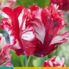 Bloembollen|Ecocheques|ohgreen 7 tulipa estella rijnveld