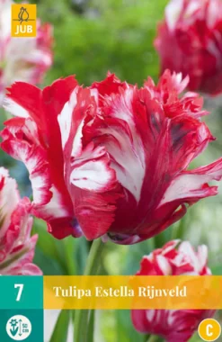 Bloembollen|Ecocheques|ohgreen 7 tulipa estella rijnveld