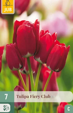 Bloembollen|Ecocheques|ohgreen 7 tulipa fiery club