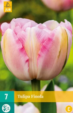 Bloembollen|Ecocheques|ohgreen 7 tulipa finola