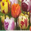 Bloembollen|Ecocheques|ohgreen 7 tulipa flaming beauty mix