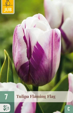 Bloembollen|Ecocheques|ohgreen 7 tulipa flaming flag
