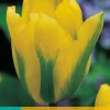 Bloembollen|Ecocheques|ohgreen 7 tulipa formosa