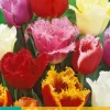 Bloembollen|Ecocheques|ohgreen 7 tulipa gefranjerd mix