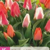Bloembollen|Ecocheques|ohgreen 15 tulipa greigii mix