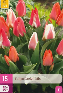 Bloembollen|Ecocheques|ohgreen 15 tulipa greigii mix