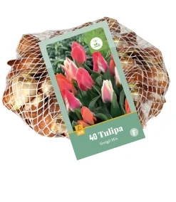 Bloembollen|Ecocheques|ohgreen 40 tulipa greigii mix