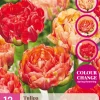 Bloembollen|Ecocheques|ohgreen 12 tulipa gudushnik double