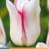 Bloembollen|Ecocheques|ohgreen 7 tulipa hugs & kisses