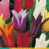 Bloembollen|Ecocheques|ohgreen 7 tulipa leliebloemig mix