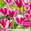 Bloembollen|Ecocheques|ohgreen 12 tulipa mata hari
