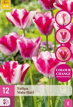 Bloembollen|Ecocheques|ohgreen 12 tulipa mata hari