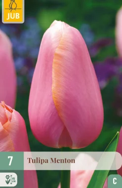 Bloembollen|Ecocheques|ohgreen 7 tulipa menton