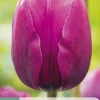 Bloembollen|Ecocheques|ohgreen 7 tulipa negrita