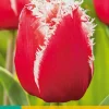 Bloembollen|Ecocheques|ohgreen 7 tulipa new santa
