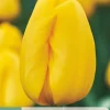 Bloembollen|Ecocheques|ohgreen 7 tulipa novi sun