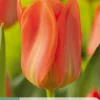 Bloembollen|Ecocheques|ohgreen 7 tulipa orange emperor