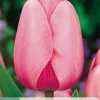 Bloembollen|Ecocheques|ohgreen 7 tulipa pink impression
