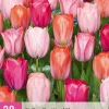 Bloembollen|Ecocheques|ohgreen 20 tulipa positive vibe
