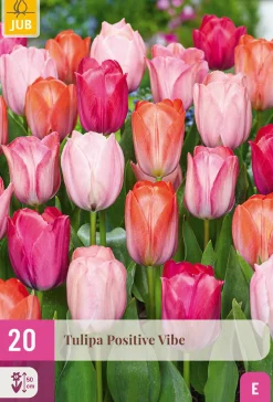 Bloembollen|Ecocheques|ohgreen 20 tulipa positive vibe