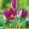 Bloembollen|Ecocheques|ohgreen 10 tulipa pulch. persian pearl