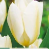 Bloembollen|Ecocheques|ohgreen 7 tulipa purissima