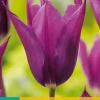 Bloembollen|Ecocheques|ohgreen 7 tulipa purple dream