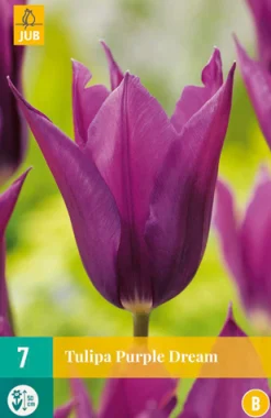 Bloembollen|Ecocheques|ohgreen 7 tulipa purple dream
