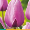 Bloembollen|Ecocheques|ohgreen 7 tulipa purple pride