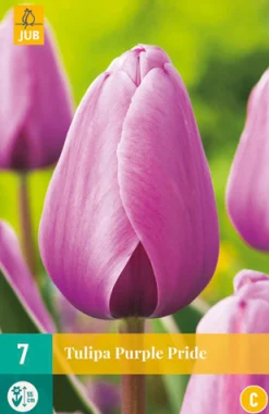 Bloembollen|Ecocheques|ohgreen 7 tulipa purple pride