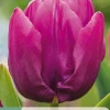 Bloembollen|Ecocheques|ohgreen 7 tulipa purple prince