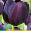 Bloembollen|Ecocheques|ohgreen 7 tulipa queen of night