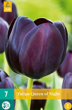 Bloembollen|Ecocheques|ohgreen 7 tulipa queen of night