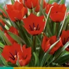 Bloembollen|Ecocheques|ohgreen 7 tulipa red hunter