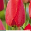 Bloembollen|Ecocheques|ohgreen 7 tulipa red impression