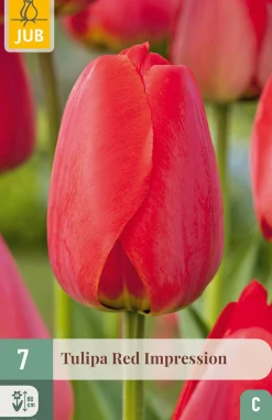 Bloembollen|Ecocheques|ohgreen 7 tulipa red impression