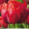 Bloembollen|Ecocheques|ohgreen 5 tulipa red princess