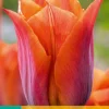 Bloembollen|Ecocheques|ohgreen 7 tulipa request