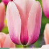 Bloembollen|Ecocheques|ohgreen 7 tulipa salmon impression