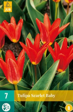 Bloembollen|Ecocheques|ohgreen 7 tulipa scarlet baby