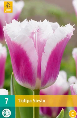 Bloembollen|Ecocheques|ohgreen 7 tulipa siesta