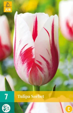 Bloembollen|Ecocheques|ohgreen 7 tulipa sorbet