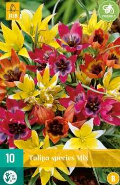 Bloembollen|Ecocheques|ohgreen 10 tulipa species mix