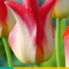 Bloembollen|Ecocheques|ohgreen 5 tulipa strawberry romanoff