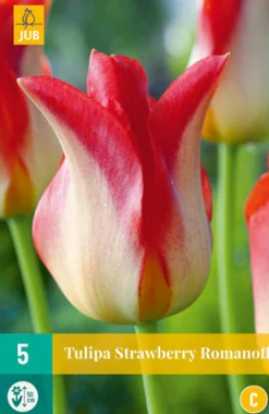 Bloembollen|Ecocheques|ohgreen 5 tulipa strawberry romanoff