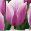 Bloembollen|Ecocheques|ohgreen 7 tulipa synaeda amor