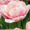 Bloembollen|Ecocheques|ohgreen 7 tulipa tabledance
